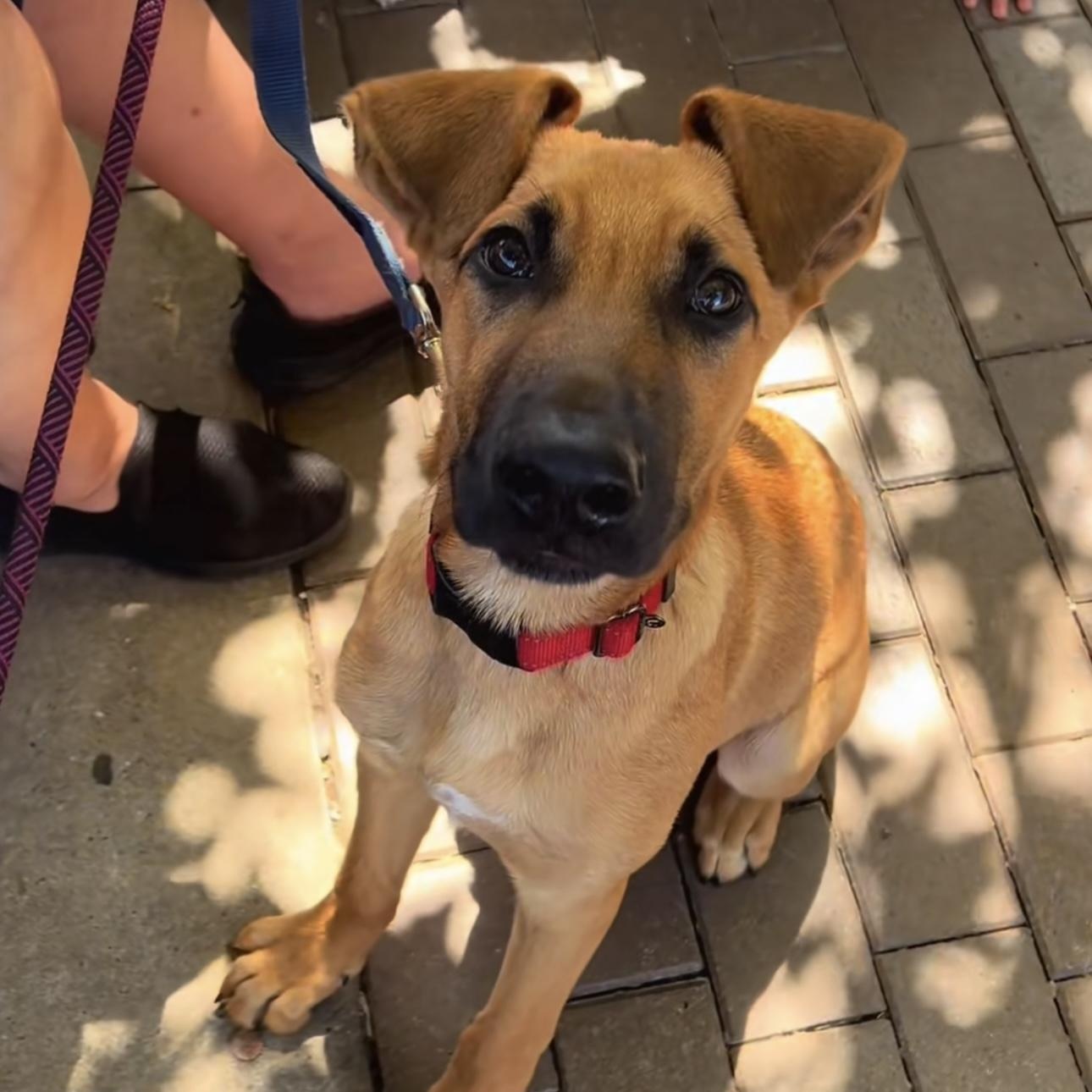 Bruno, a Adoptable Mixed Breed in Yaphank, NY image 1/6