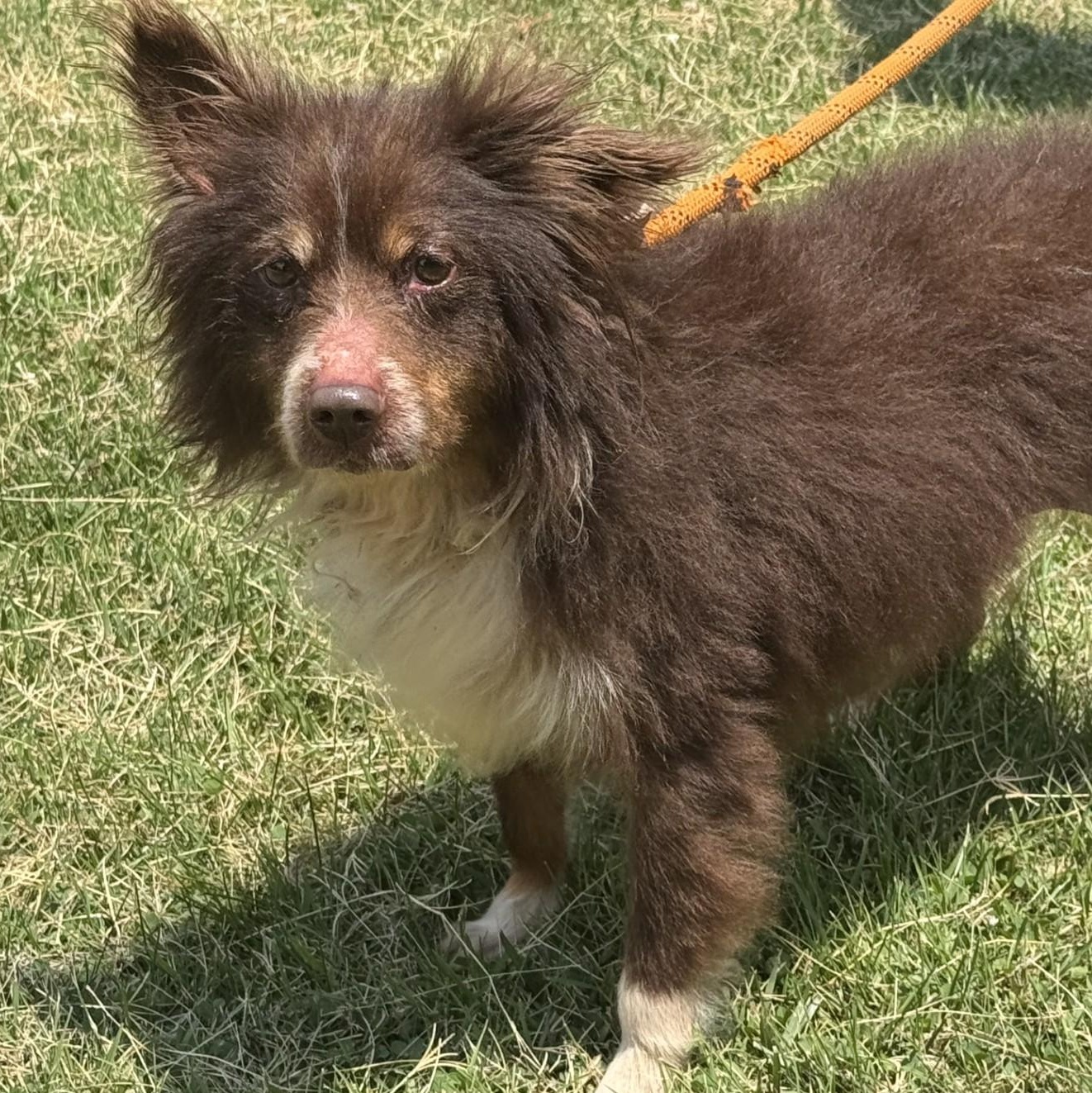 Pumbaa, a ADOPTABLE mixed breed in Midlothian, VA image 3/6