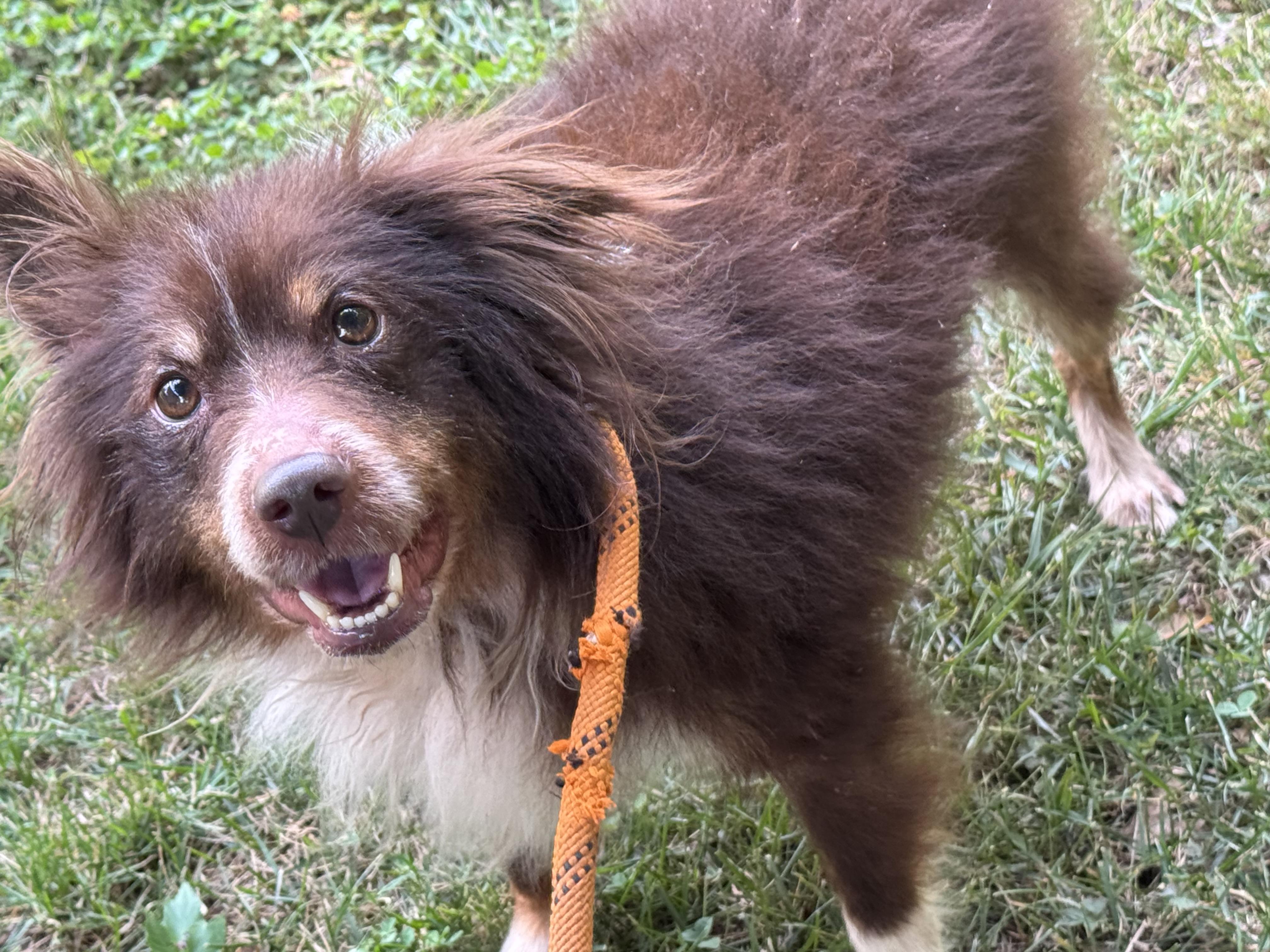 Pumbaa, a ADOPTABLE mixed breed in Midlothian, VA image 5/6