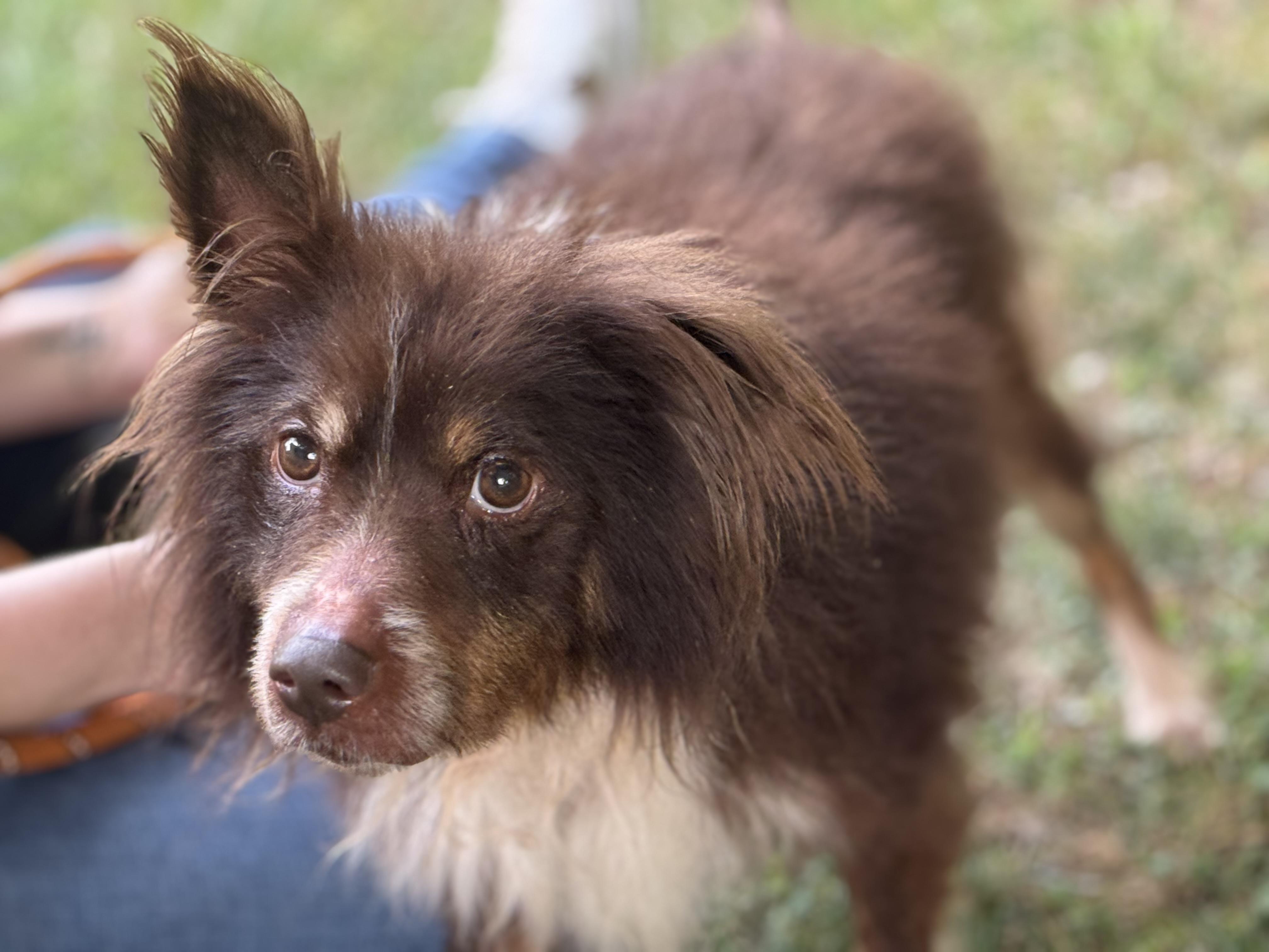 Pumbaa, a ADOPTABLE mixed breed in Midlothian, VA image 6/6
