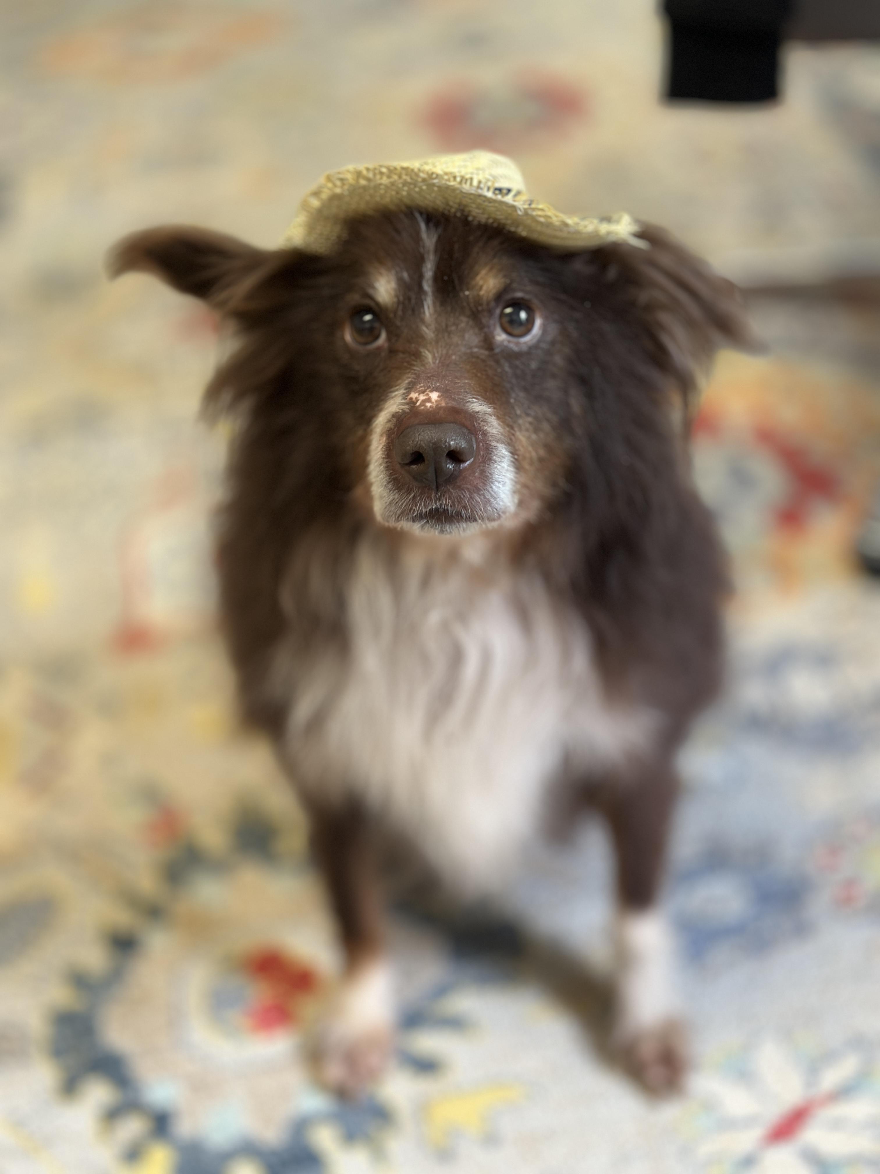 Pumbaa, ADOPTABLE, Adult Male Australian Shepherd & Pomeranian.
