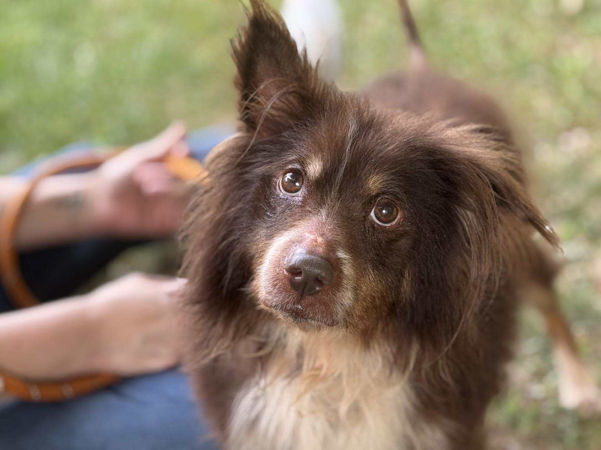 Pumbaa, a ADOPTABLE mixed breed in Midlothian, VA image 2/6
