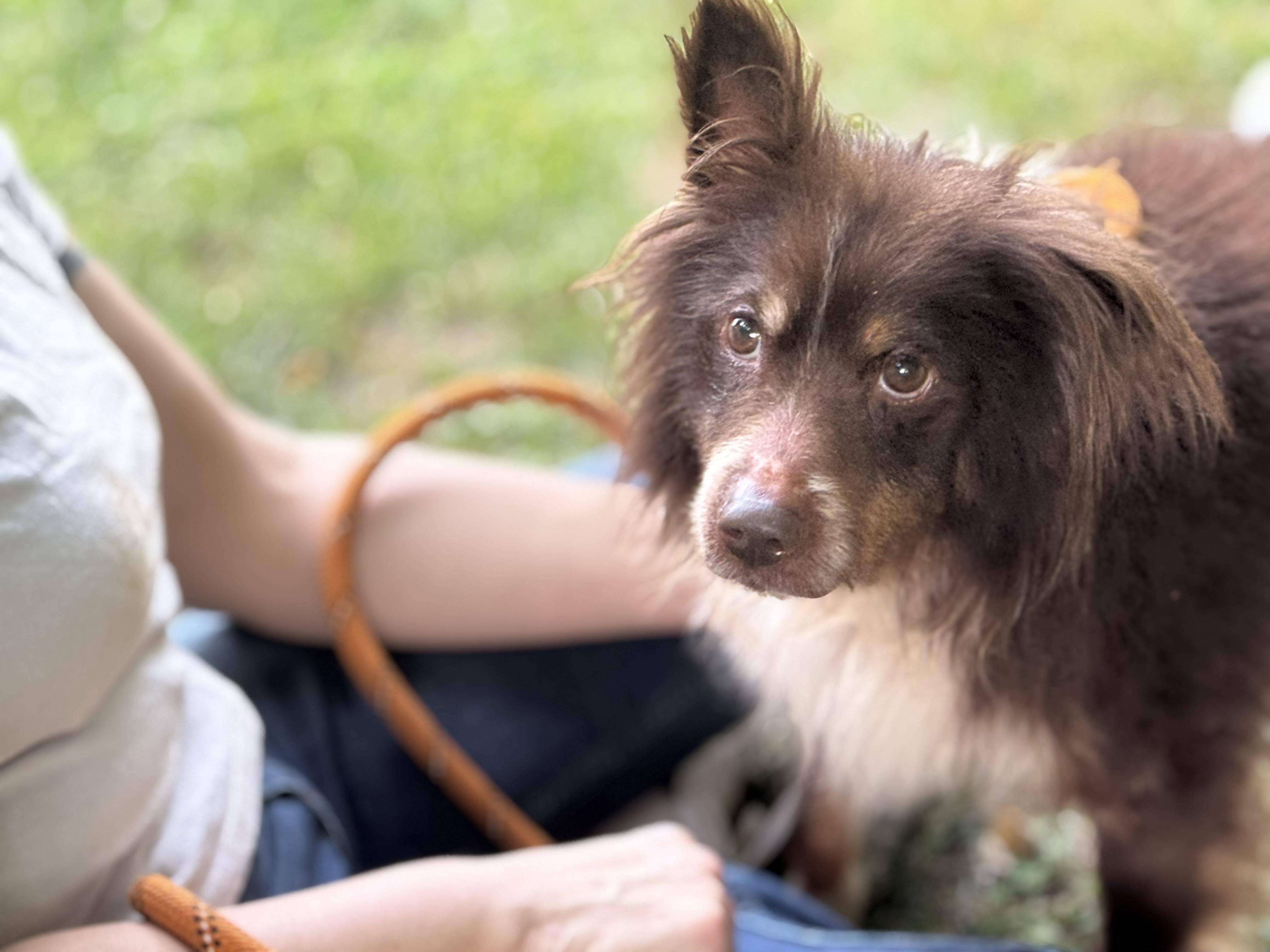 Pumbaa, a ADOPTABLE mixed breed in Midlothian, VA image 4/6