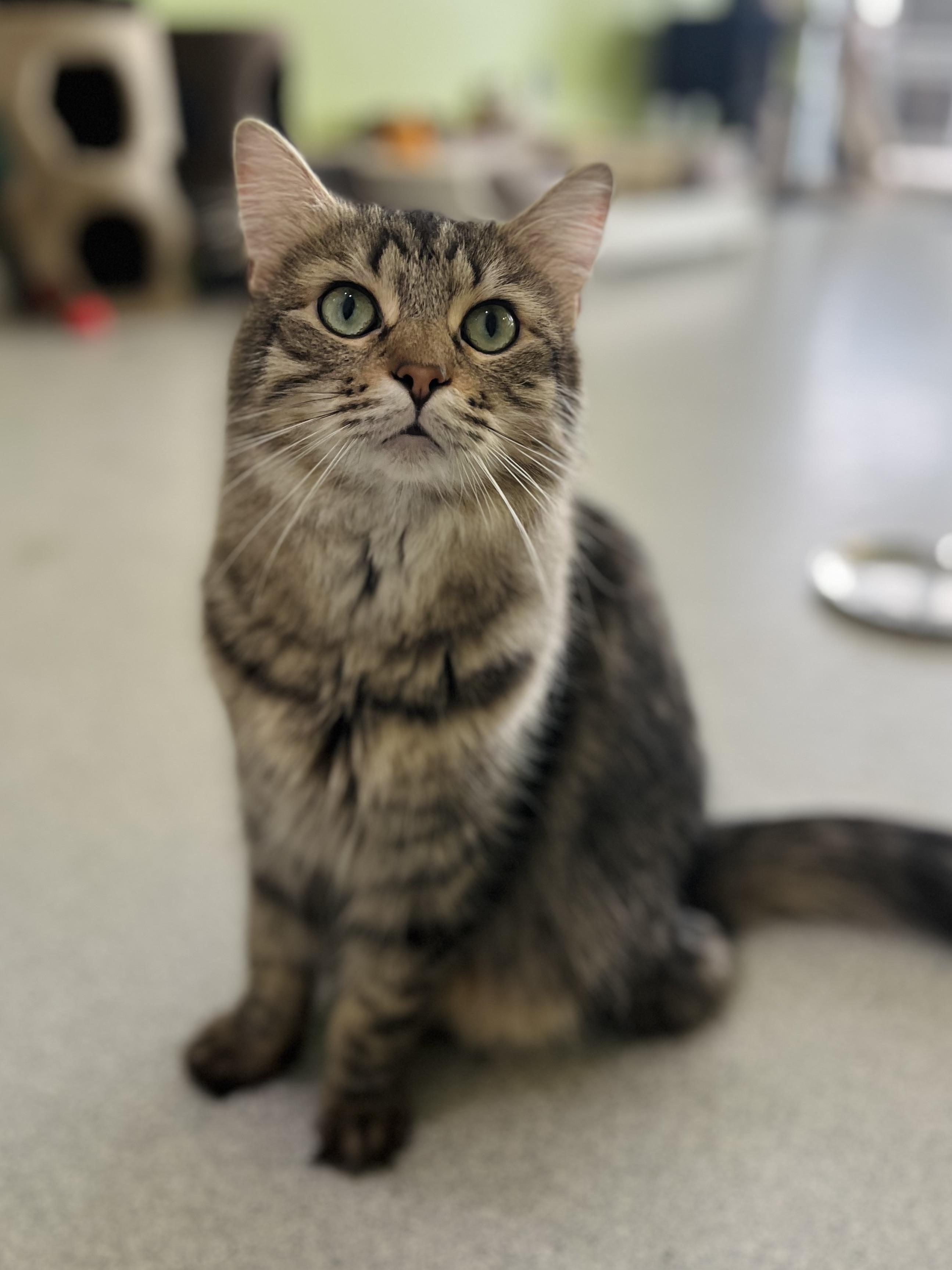 Enlarge Howie, a Adoptable Domestic Long Hair in Toledo, OH image 1/1