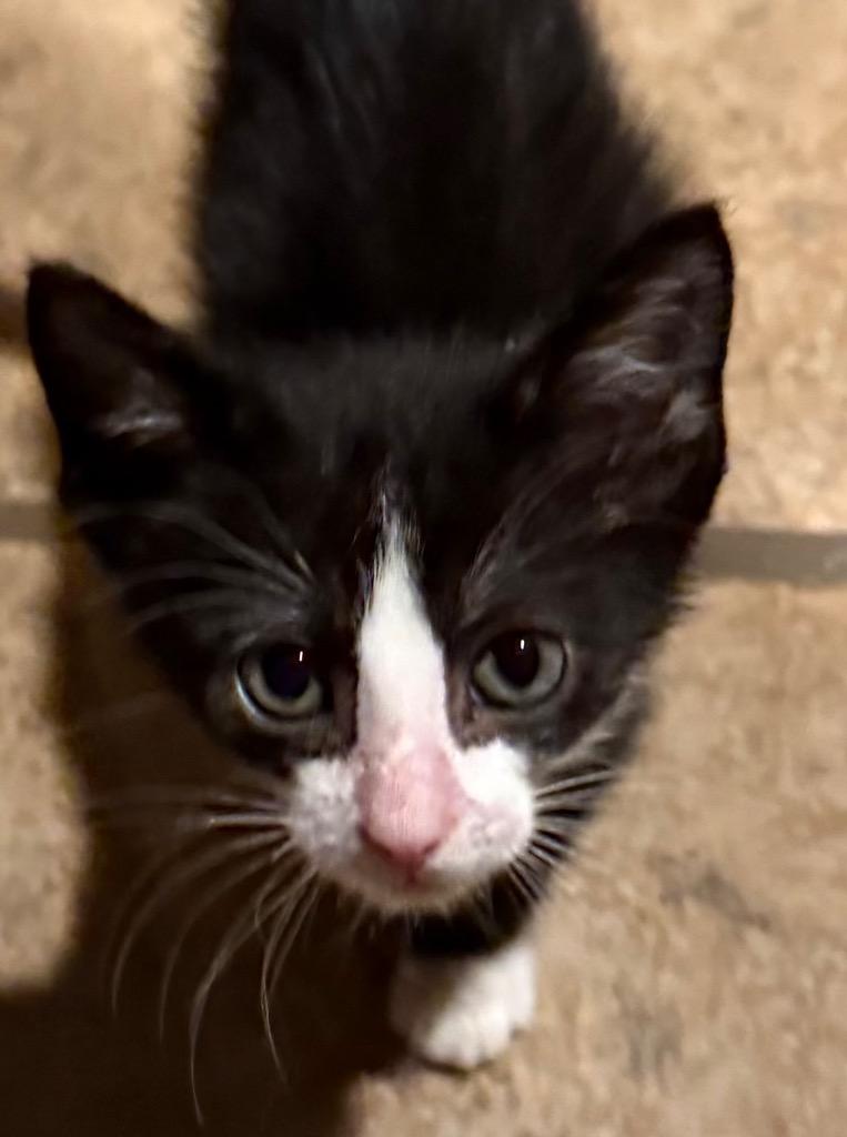 Miguel 26, Adoptable, Kitten Male Tuxedo & Domestic Short Hair.
