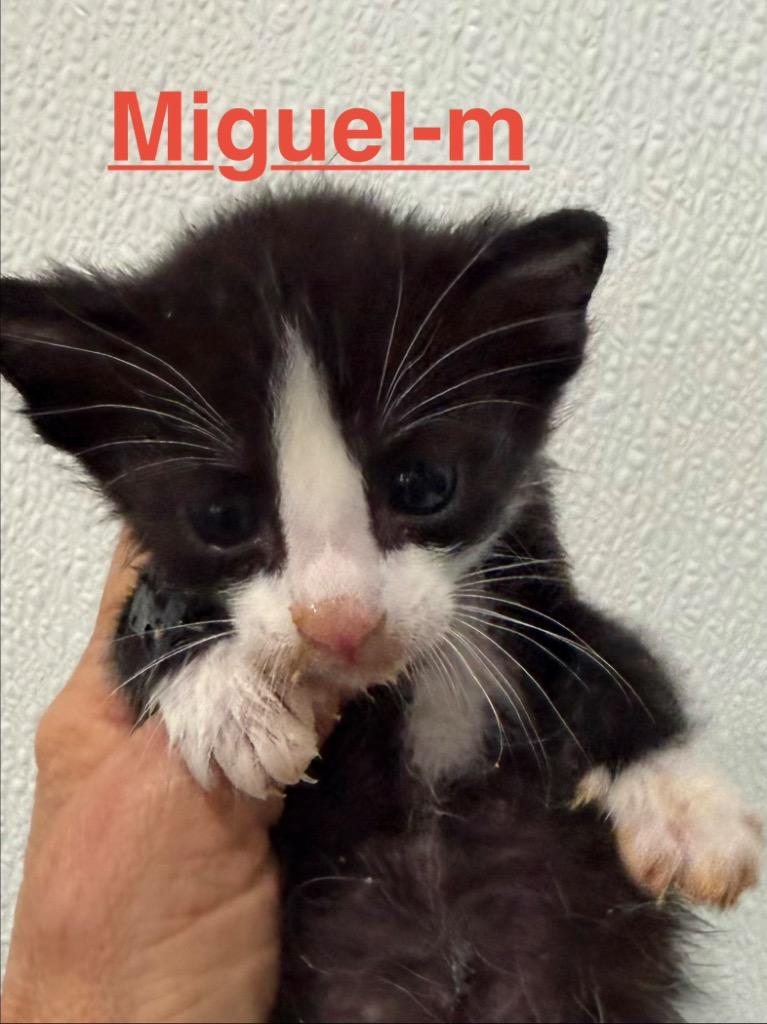 Enlarge Miguel 26, a Adoptable mixed breed in Brookhaven, MS image 2/2