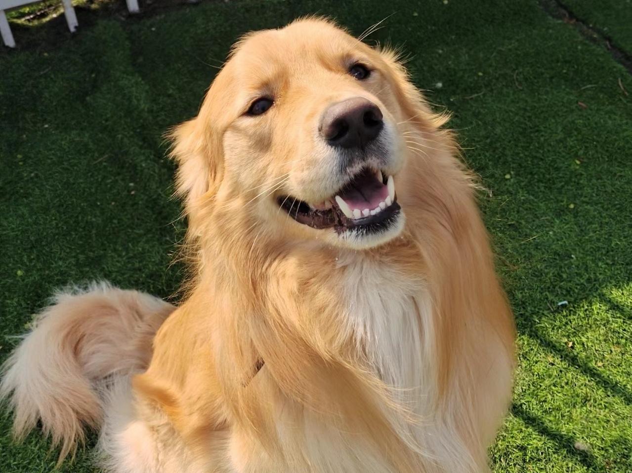 Enlarge Will, a Adoptable Golden Retriever in Lakewood, CO image 2/3