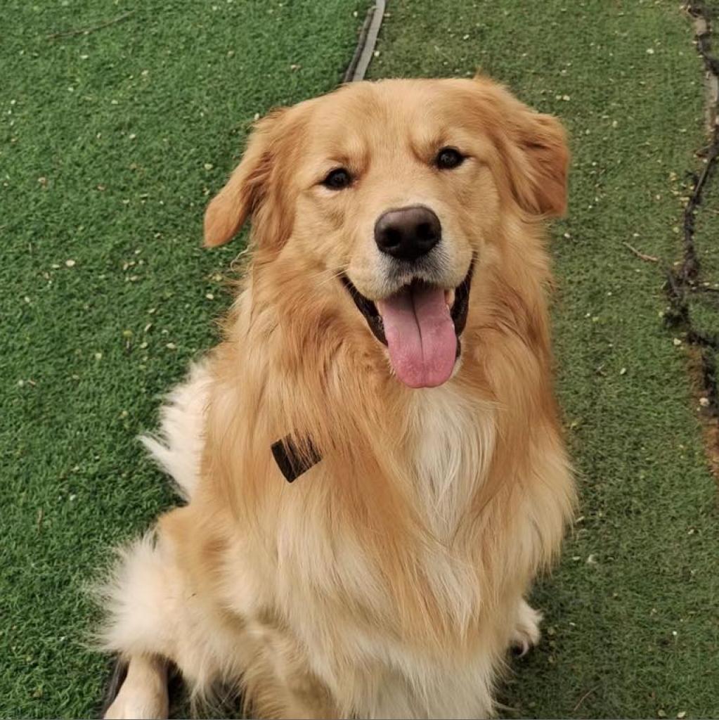 Enlarge Will, a Adoptable Golden Retriever in Lakewood, CO image 1/3