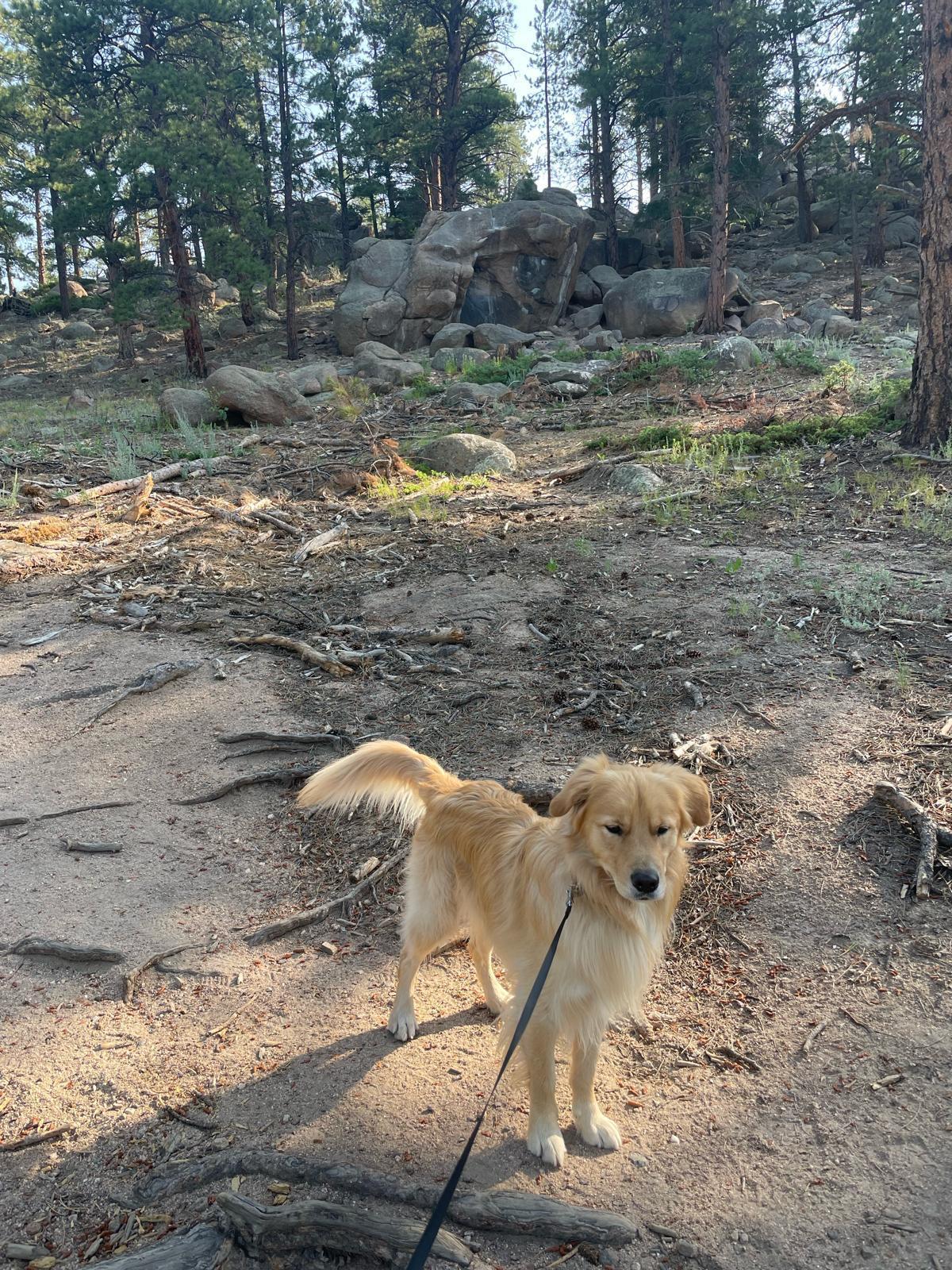 Enlarge Will, a Adoptable Golden Retriever in Lakewood, CO image 3/3