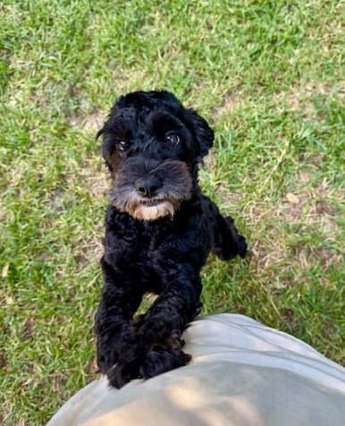 Lunar, Adopted, Young Female Cocker Spaniel & Maltipoo.