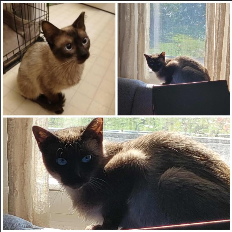 Sapphire (MF), Adoptable, Adult Female Siamese.