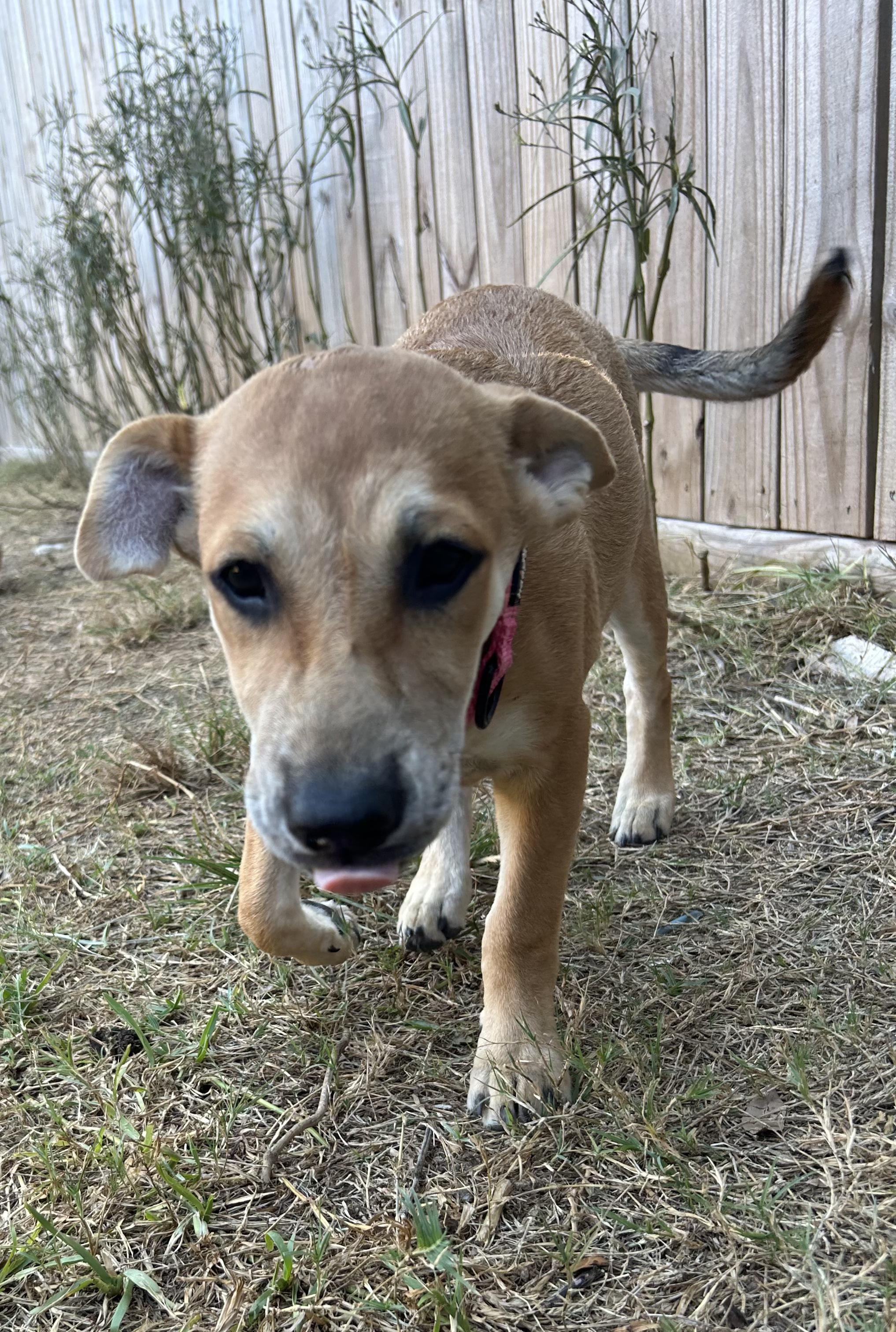 Enlarge Jolene, a Adoptable mixed breed in Bradford, ON image 6/6