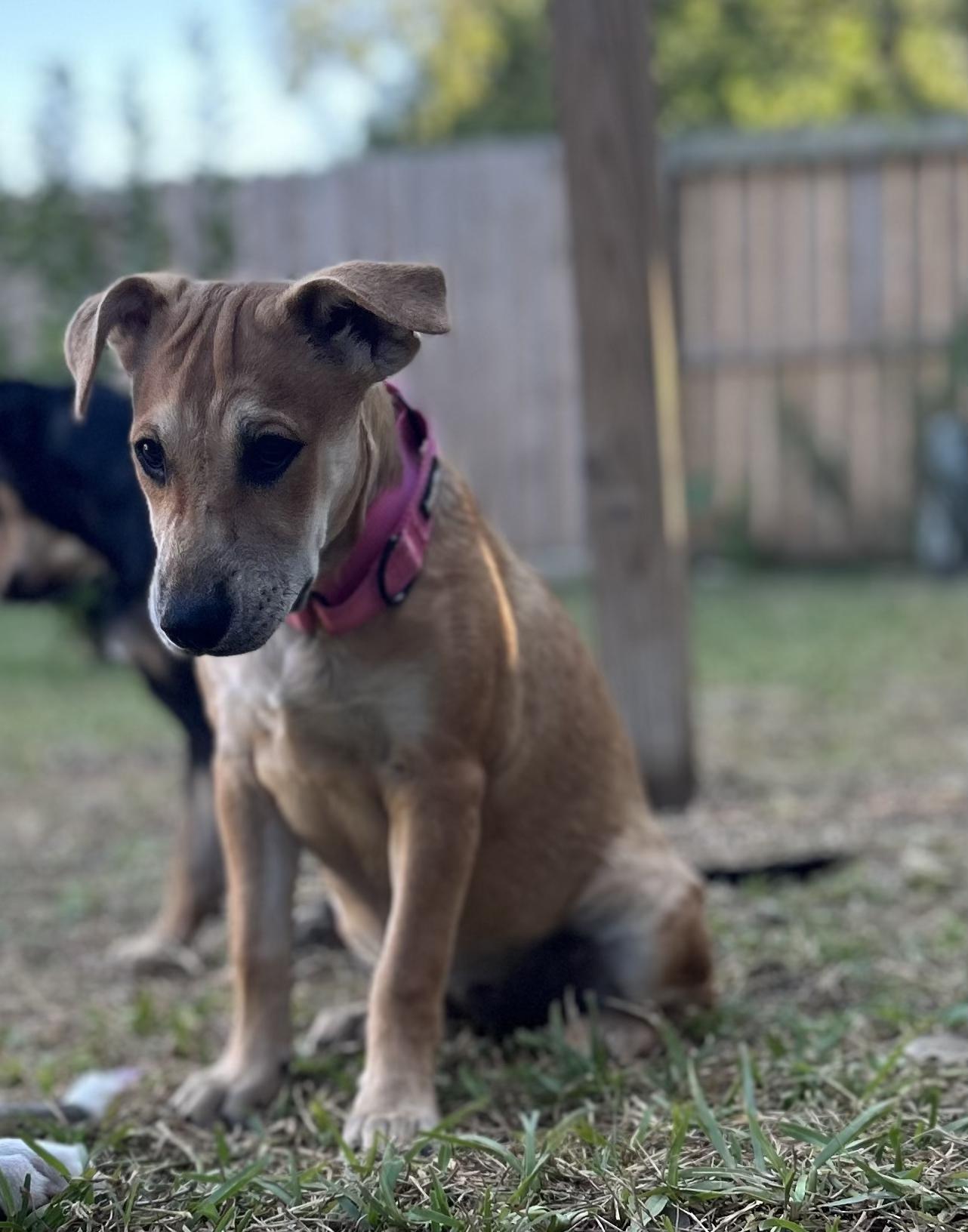 Enlarge Jolene, a Adoptable mixed breed in Bradford, ON image 4/6