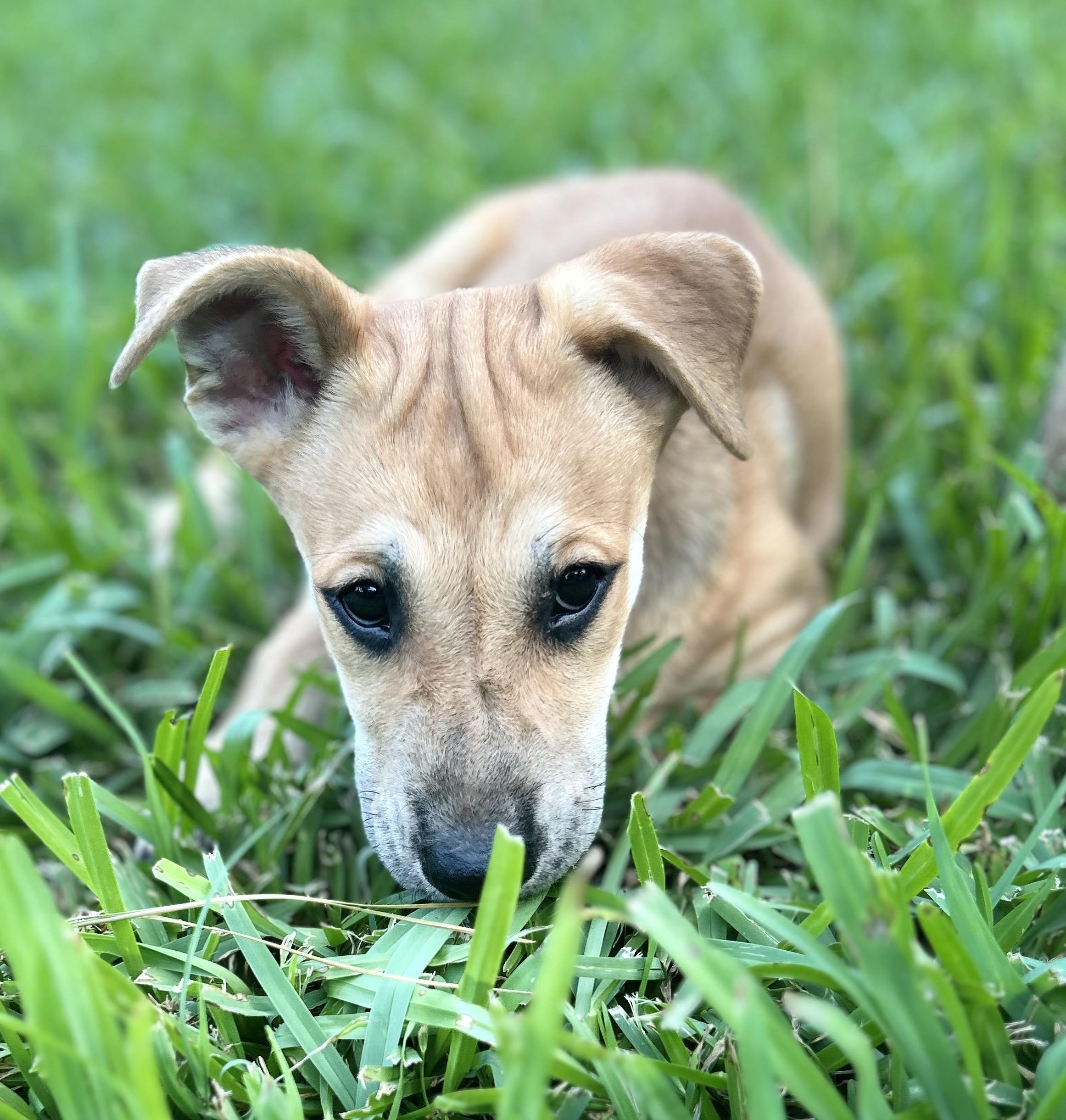 Enlarge Jolene, a Adoptable mixed breed in Bradford, ON image 5/6