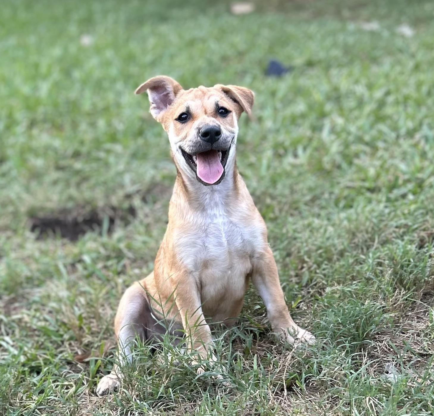 Enlarge Jolene, a Adoptable mixed breed in Bradford, ON image 2/6