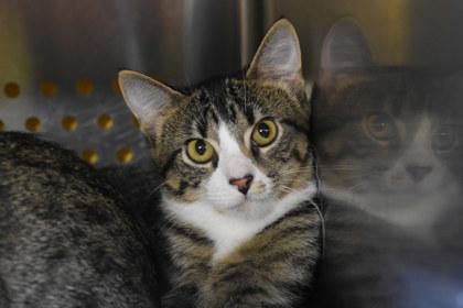 Enlarge Stunna Girl, a Adoptable mixed breed in Kansas City, MO image 1/3