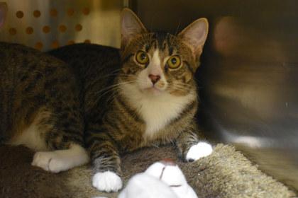 Enlarge Stunna Girl, a Adoptable mixed breed in Kansas City, MO image 2/3