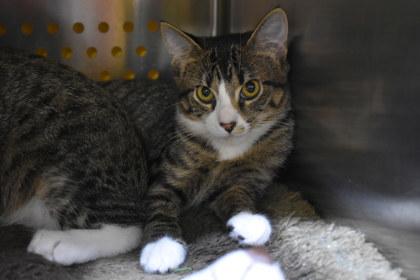 Enlarge Stunna Girl, a Adoptable mixed breed in Kansas City, MO image 3/3