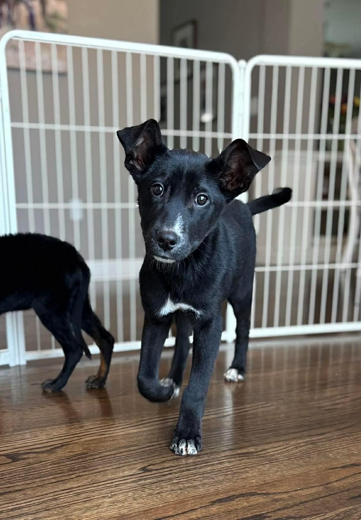 Dodger, Adopted, Puppy Male Labrador Retriever & American Staffordshire Terrier.