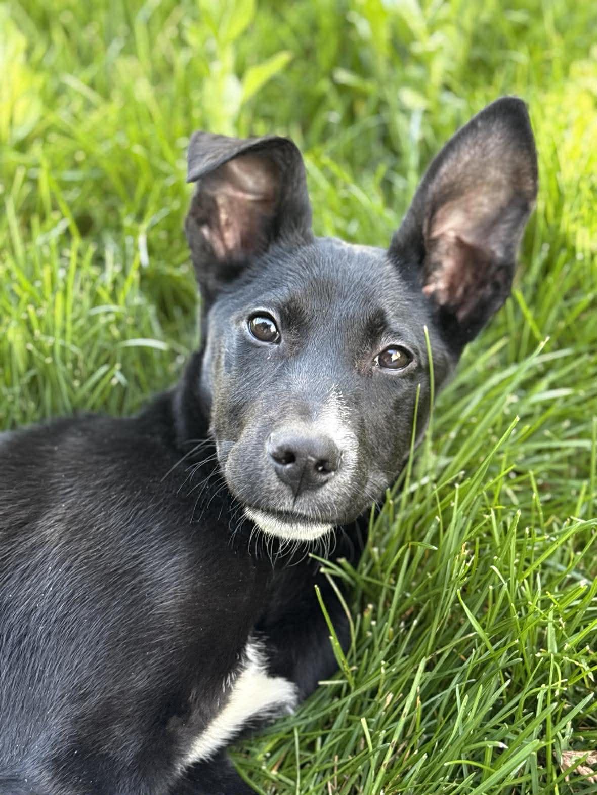 Dodger, a Adopted mixed breed in Midway, UT image 2/2