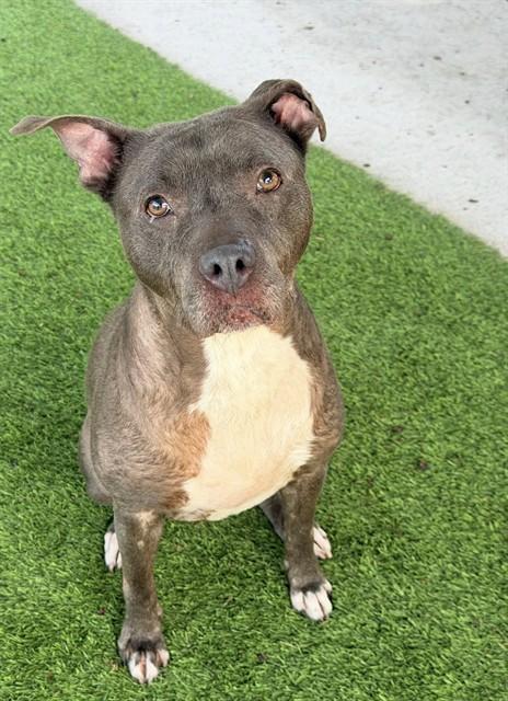 MABEL, Adoptable, Adult Female Pit Bull Terrier.