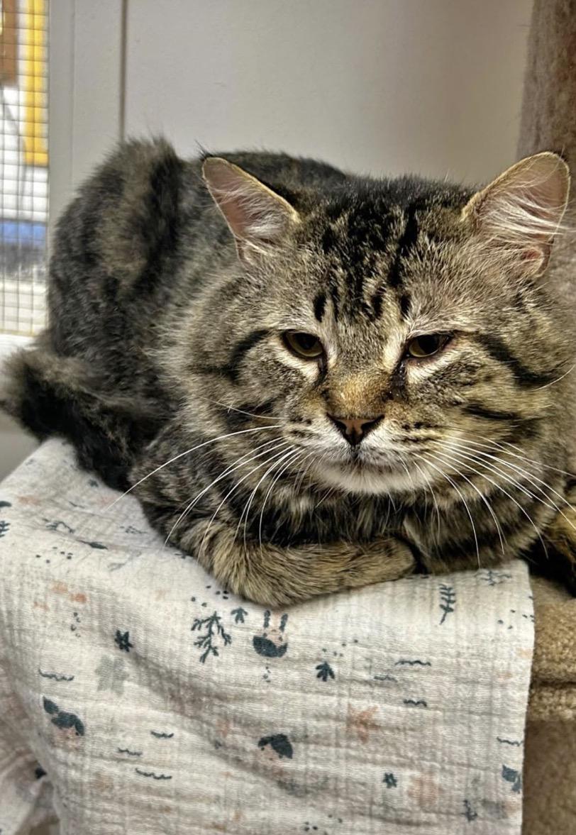Enlarge Kitaro, a ADOPTABLE Domestic Medium Hair in Maple Ridge, BC image 5/6