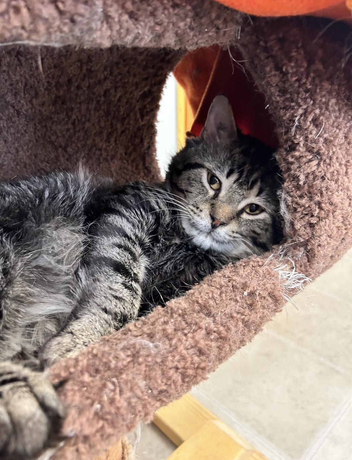Enlarge Kitaro, a ADOPTABLE Domestic Medium Hair in Maple Ridge, BC image 3/6