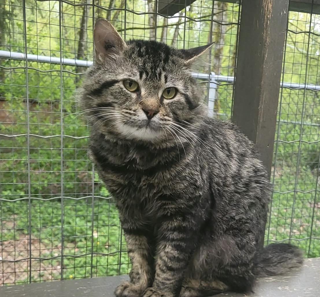 Enlarge Kitaro, a ADOPTABLE Domestic Medium Hair in Maple Ridge, BC image 4/6