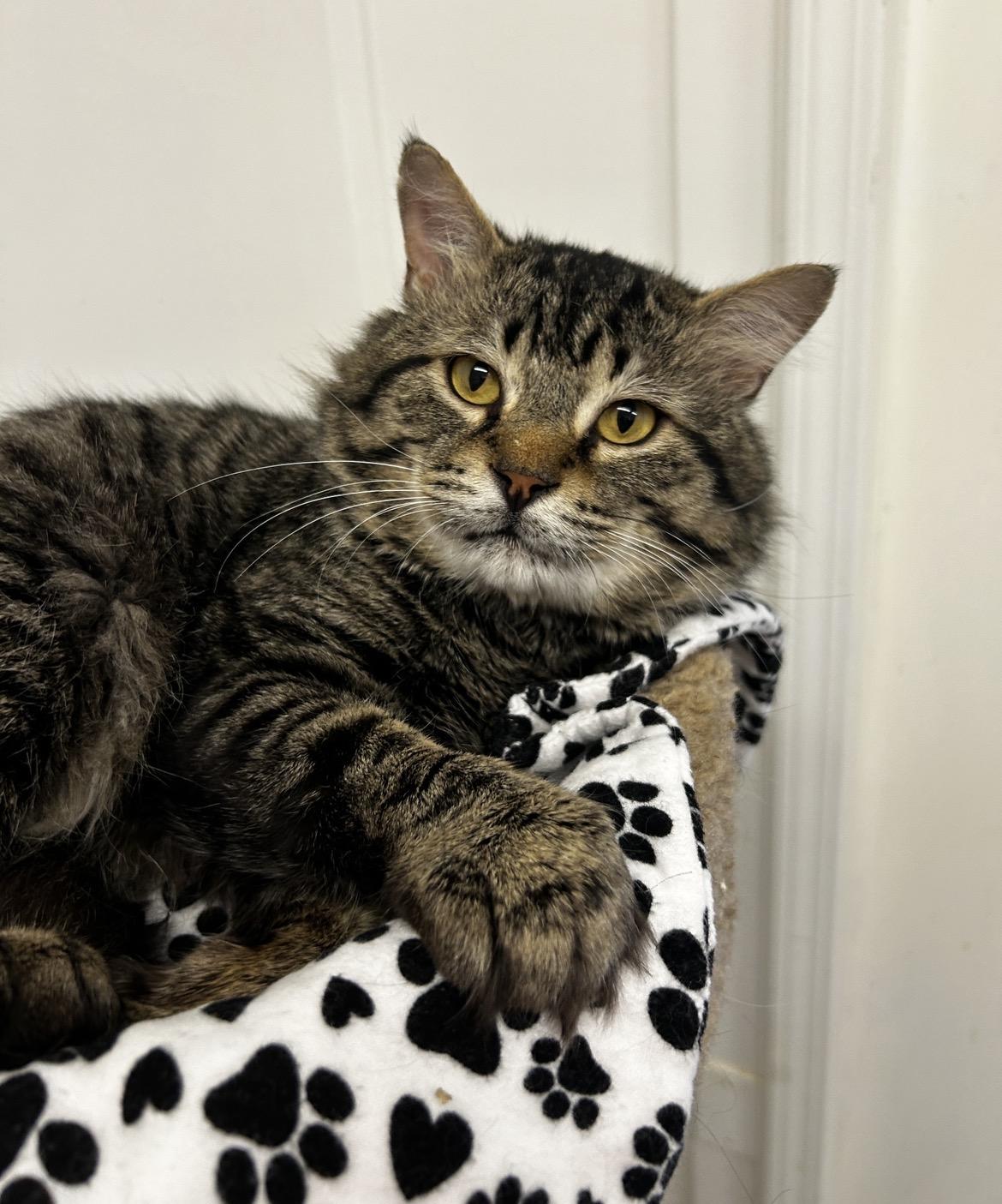 Enlarge Kitaro, a ADOPTABLE Domestic Medium Hair in Maple Ridge, BC image 1/6