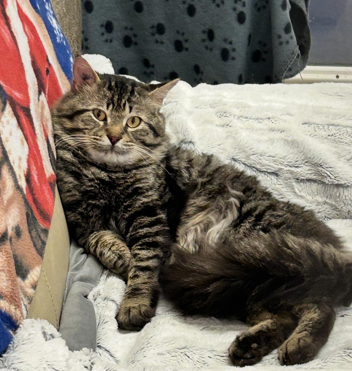 Enlarge Kitaro, a ADOPTABLE Domestic Medium Hair in Maple Ridge, BC image 2/6