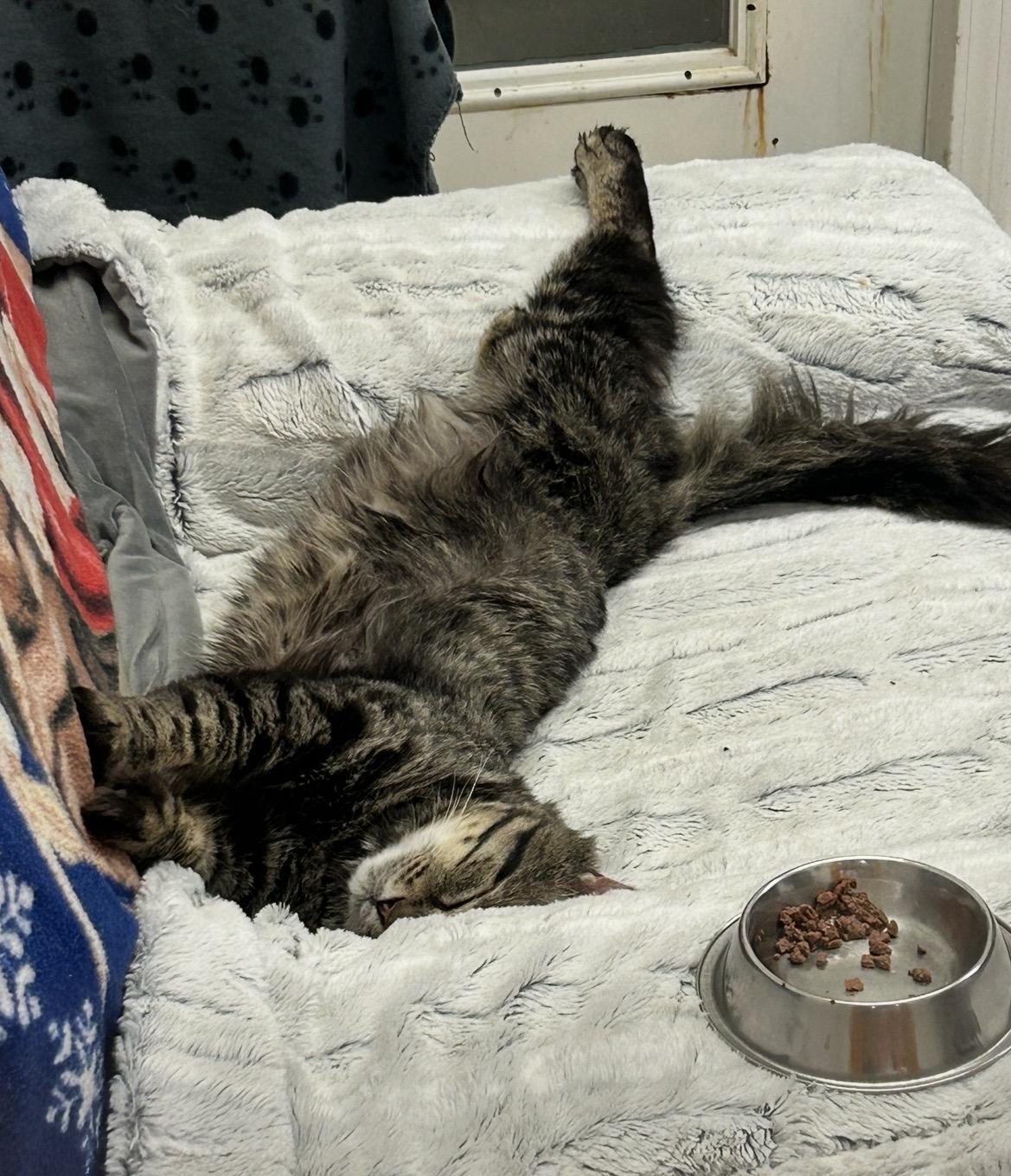 Enlarge Kitaro, a ADOPTABLE Domestic Medium Hair in Maple Ridge, BC image 6/6