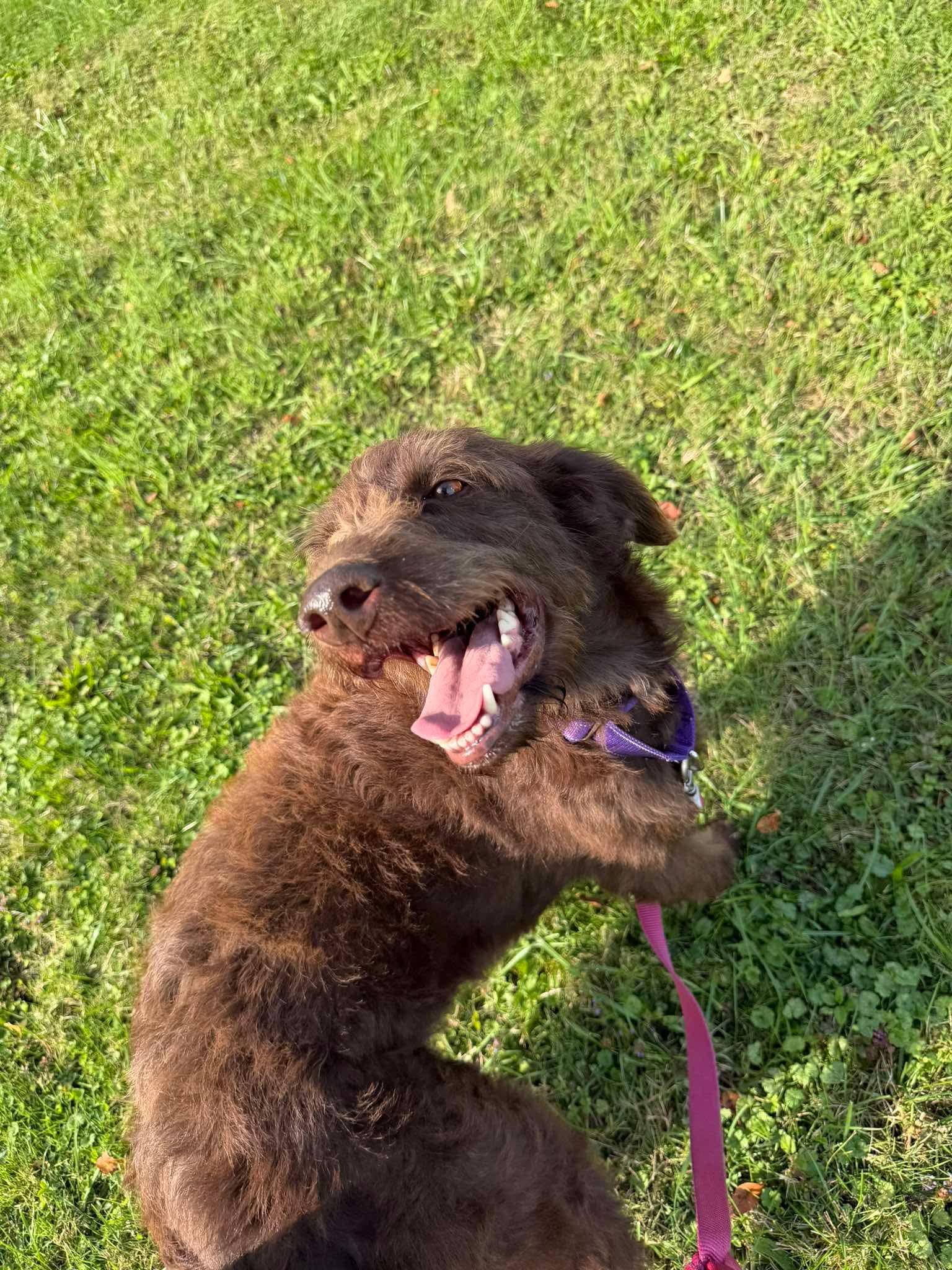 Enlarge Sadie, a ADOPTABLE Labradoodle in Brunswick, OH image 5/5