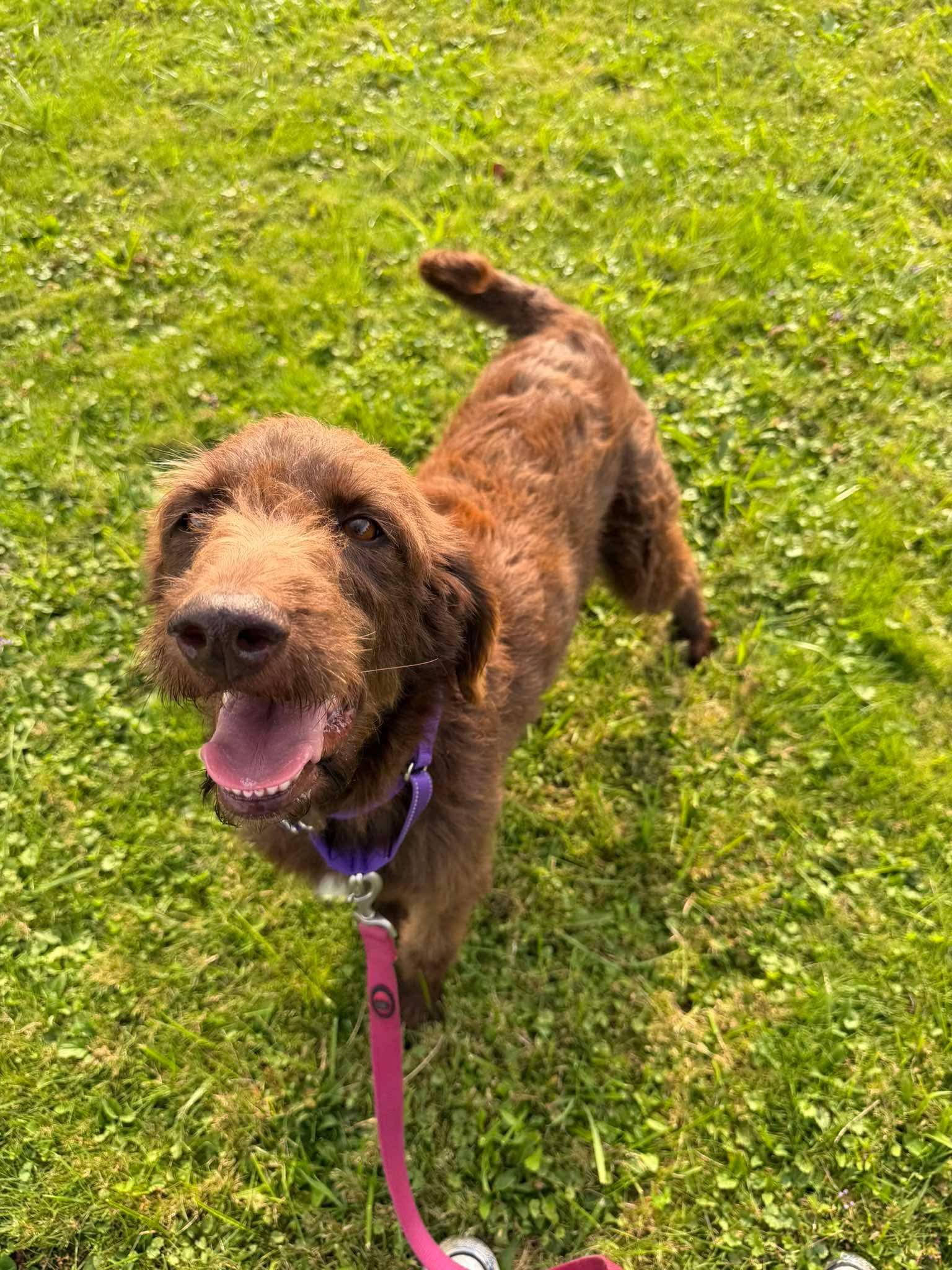 Enlarge Sadie, a ADOPTABLE Labradoodle in Brunswick, OH image 2/5