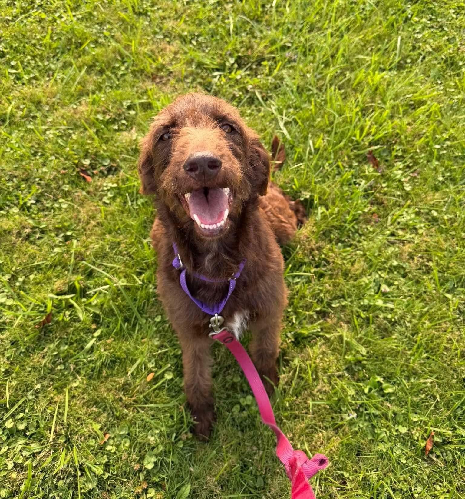 Sadie, ADOPTABLE, Adult Female Labradoodle.