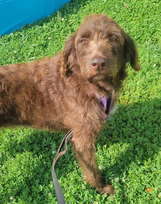 Enlarge Sadie, a ADOPTABLE Labradoodle in Brunswick, OH image 3/5