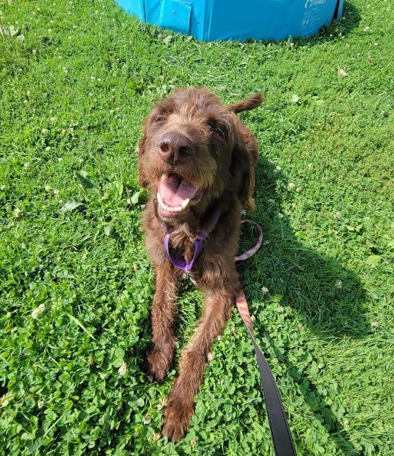Enlarge Sadie, a ADOPTABLE Labradoodle in Brunswick, OH image 4/5