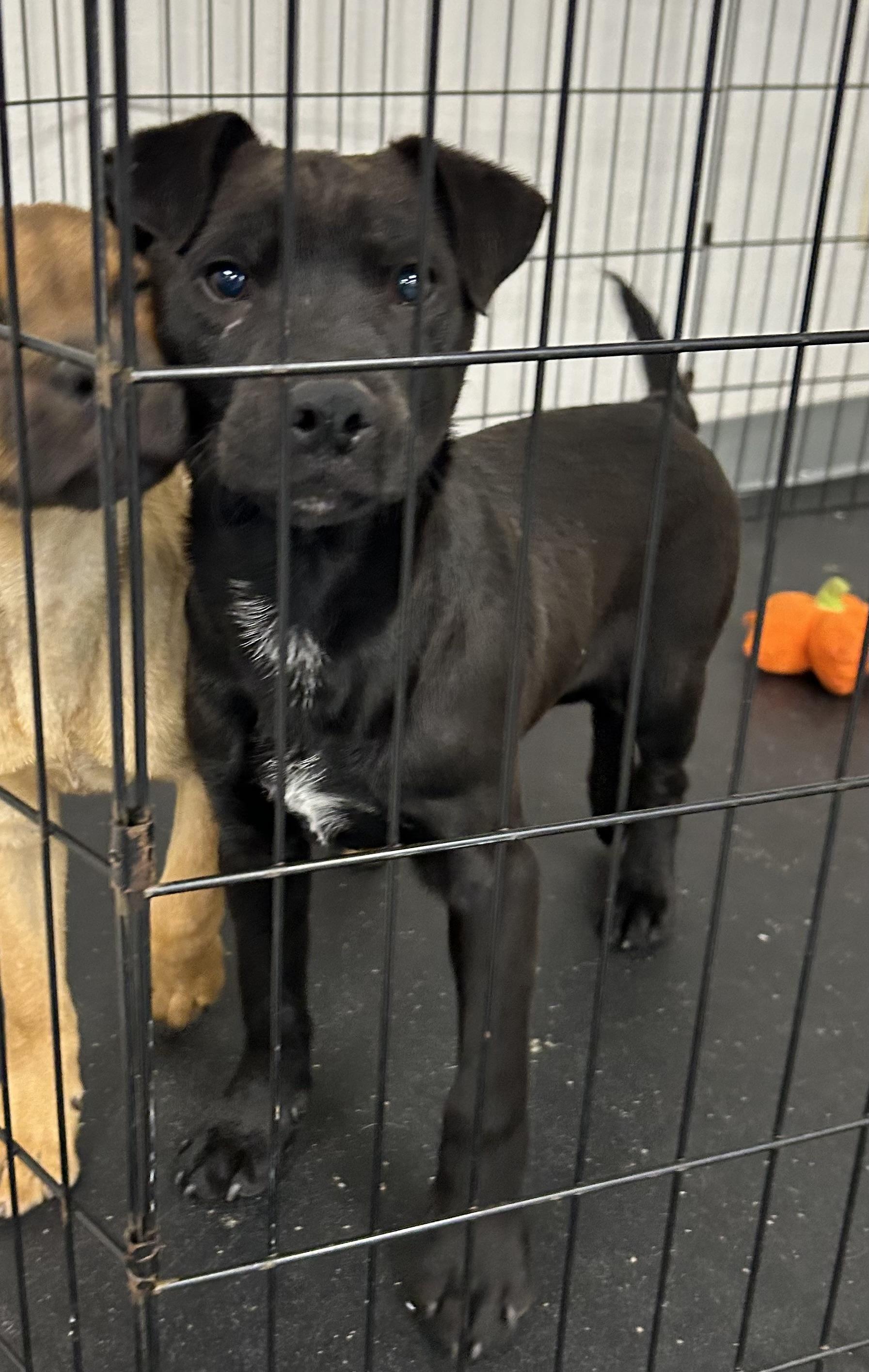 LILO, Baby Male Black Labrador Retriever