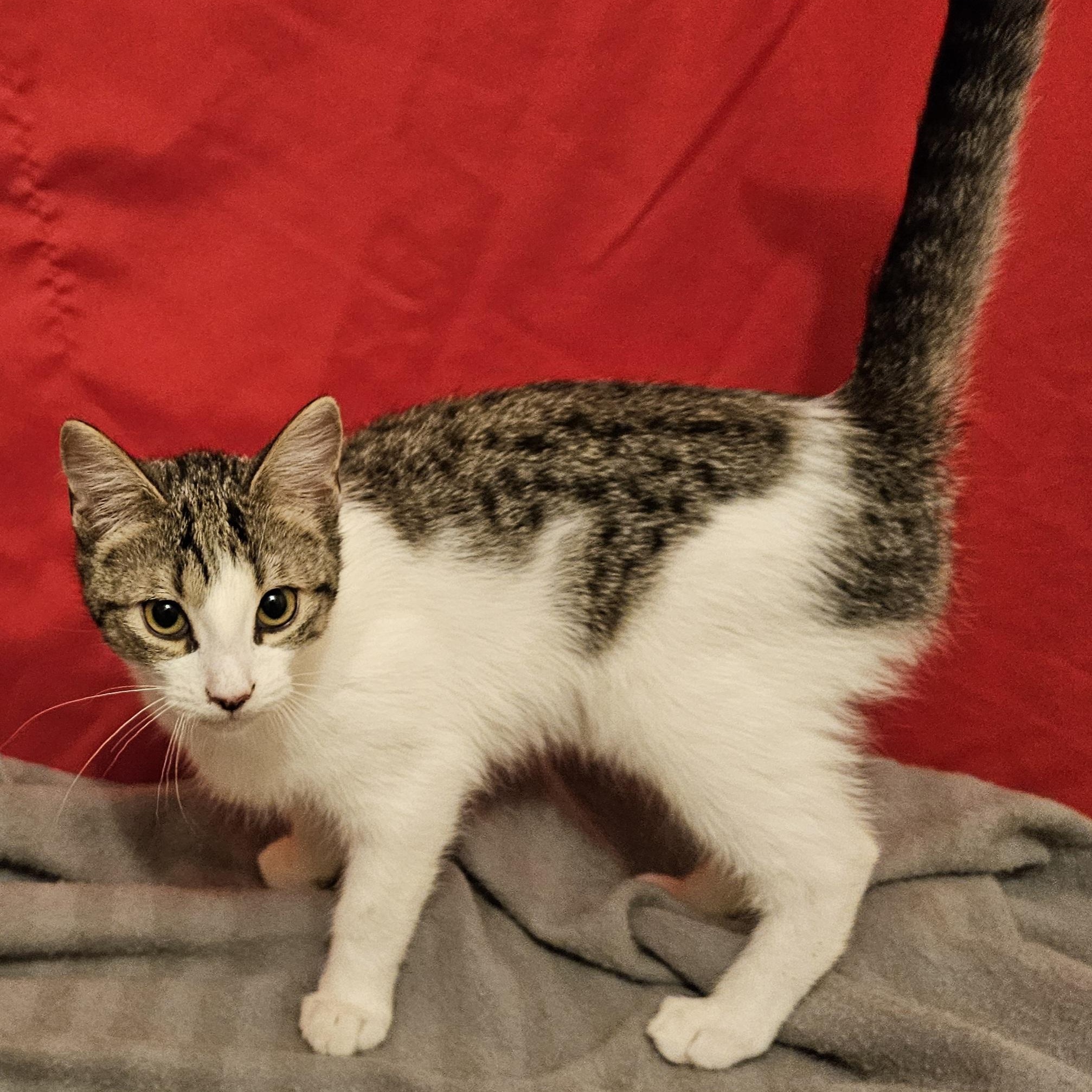 Enlarge Meela, a ADOPTABLE American Shorthair in Katy, TX image 2/3