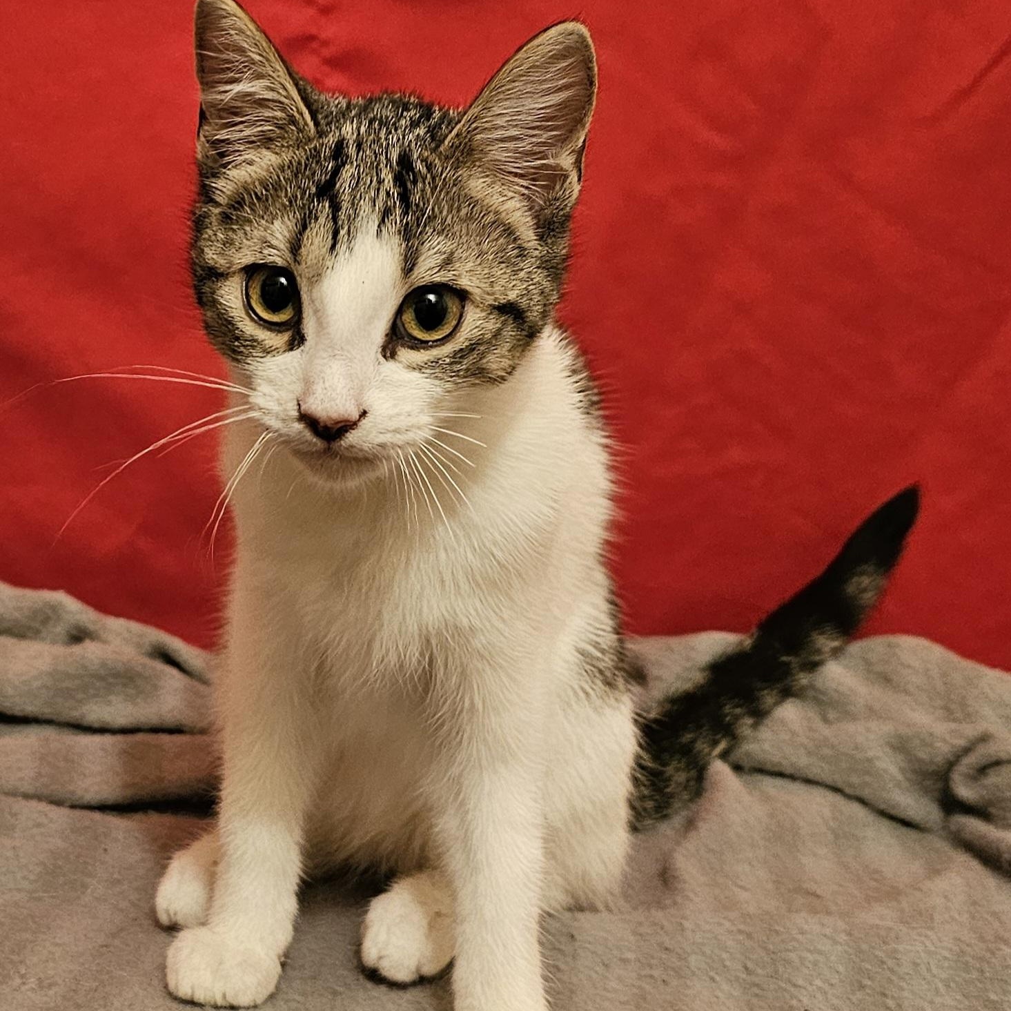 Meela, ADOPTABLE, Kitten Female American Shorthair.
