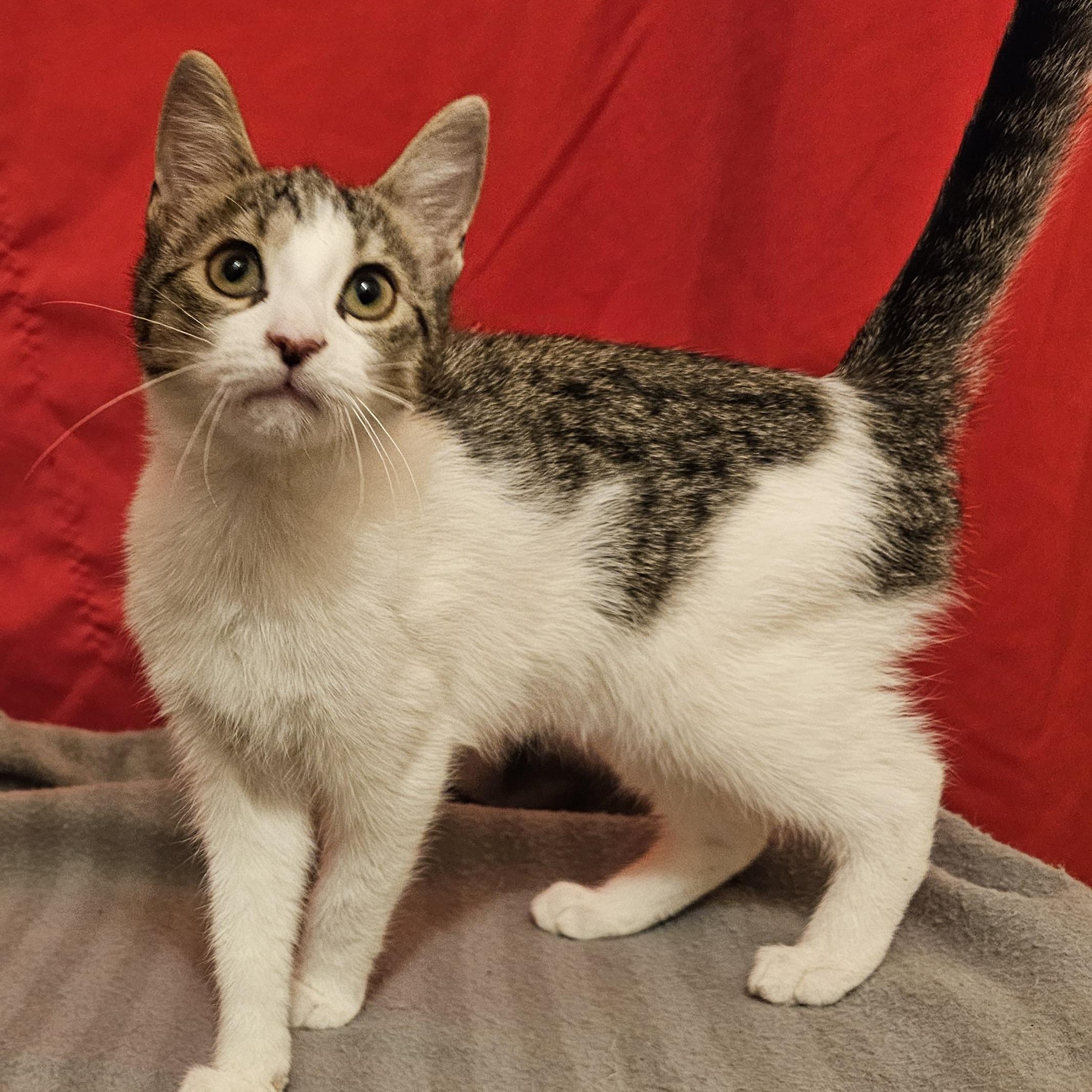 Enlarge Meela, a ADOPTABLE American Shorthair in Katy, TX image 3/3