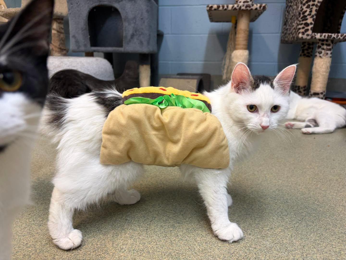 Enlarge Salt & Peppa, a Adoptable Domestic Medium Hair in Bloomfield, NJ image 5/6