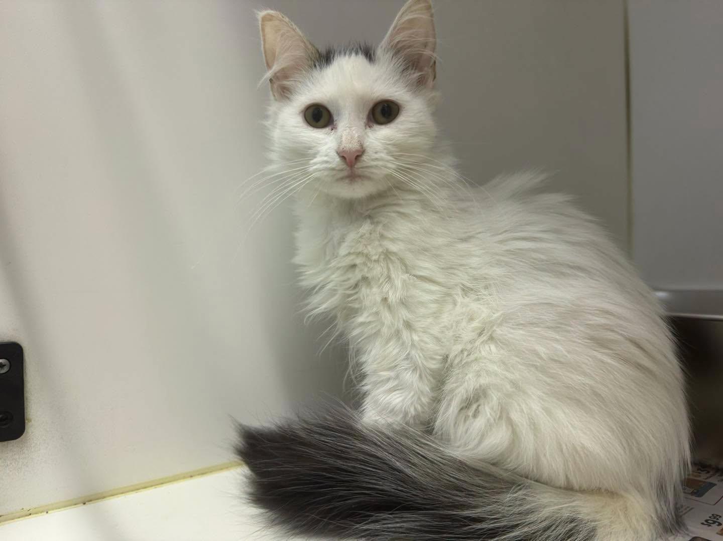 Enlarge Salt & Peppa, a Adoptable Domestic Medium Hair in Bloomfield, NJ image 4/6