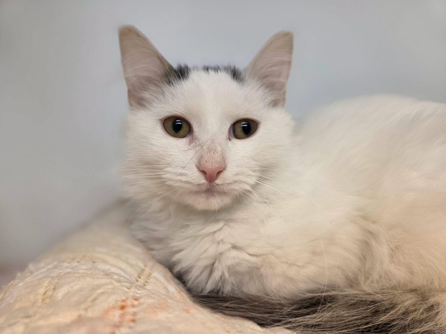 Enlarge Salt & Peppa, a Adoptable Domestic Medium Hair in Bloomfield, NJ image 2/6