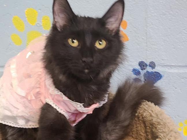 Enlarge Salt & Peppa, a Adoptable Domestic Medium Hair in Bloomfield, NJ image 6/6