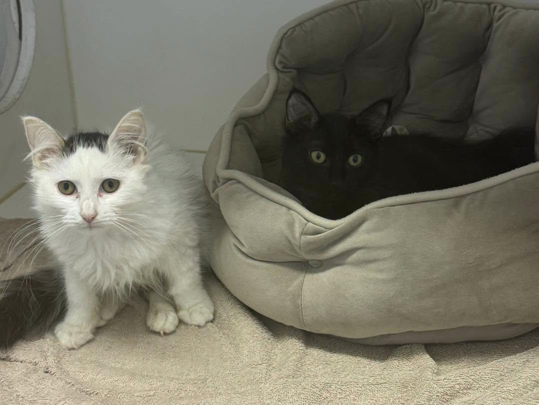 Salt & Peppa, Adoptable, Young Female Domestic Medium Hair.