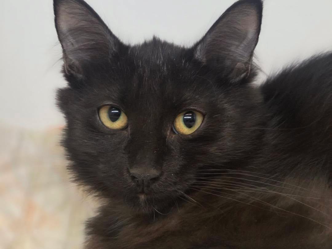 Enlarge Salt & Peppa, a Adoptable Domestic Medium Hair in Bloomfield, NJ image 3/6
