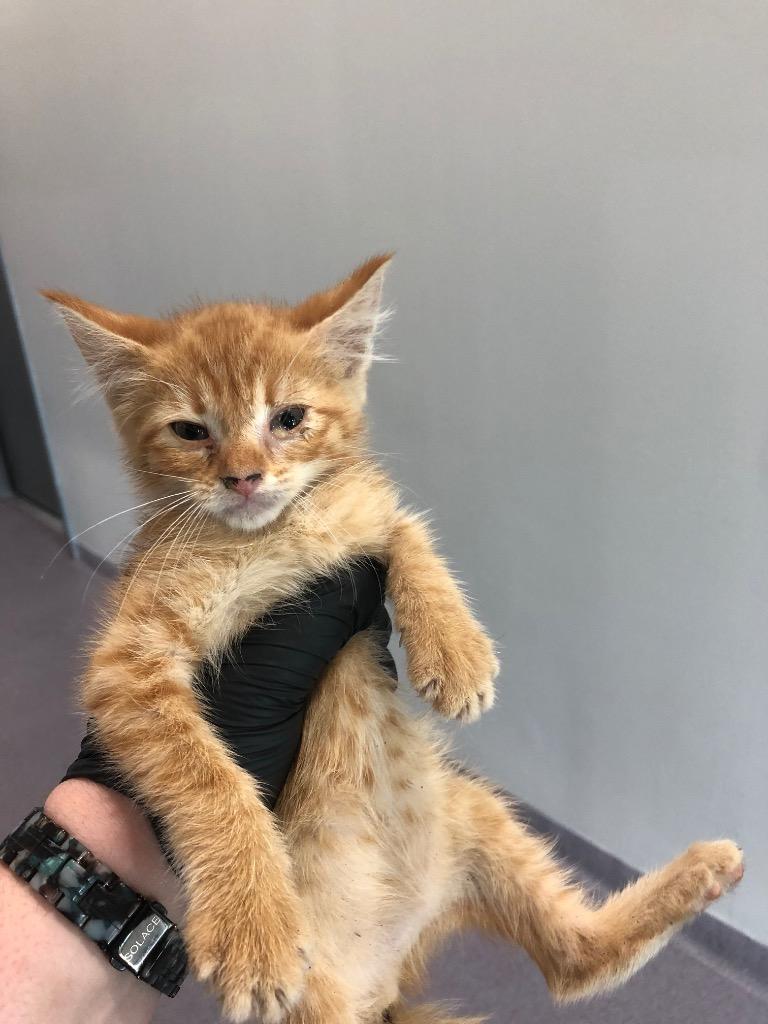 Sam, Adopted, Kitten Female Domestic Short Hair.