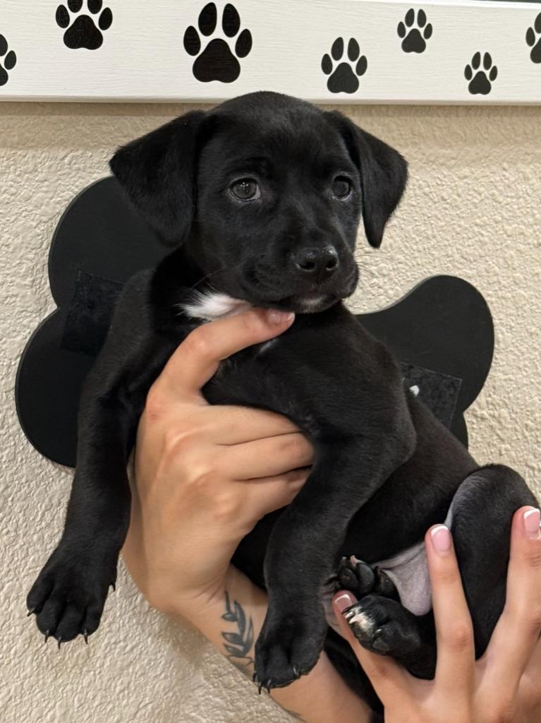 Jane, Adoptable, Puppy Female Mixed Breed.