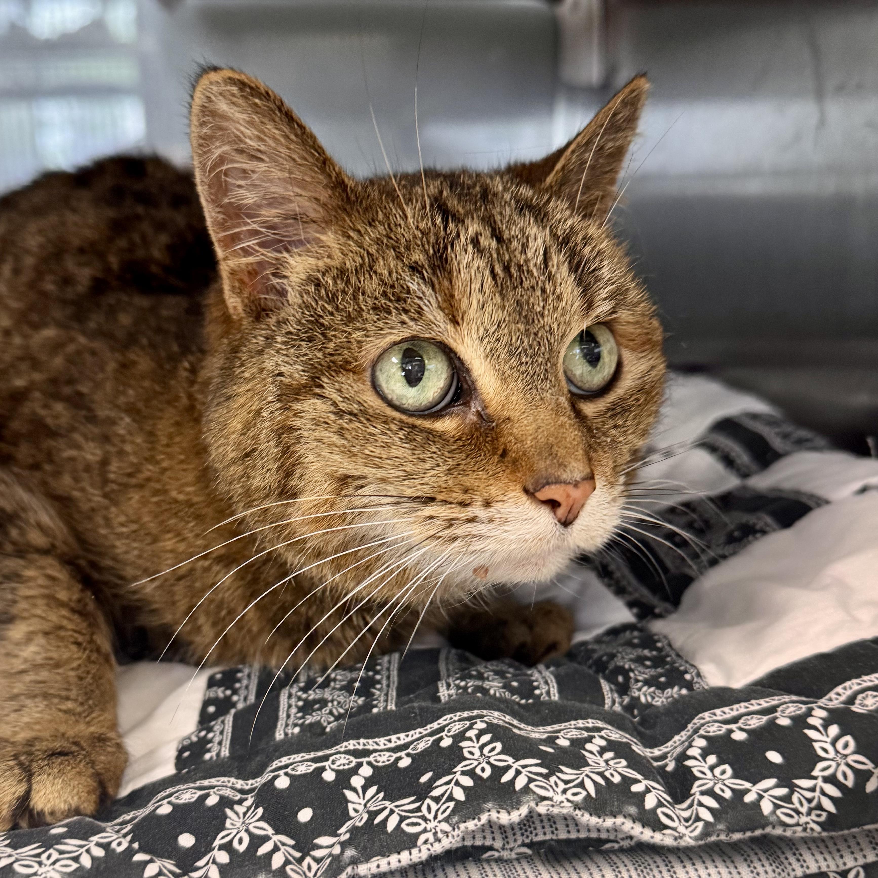 Kitty Purry, a ADOPTABLE Domestic Short Hair in Midland, MI image 2/3