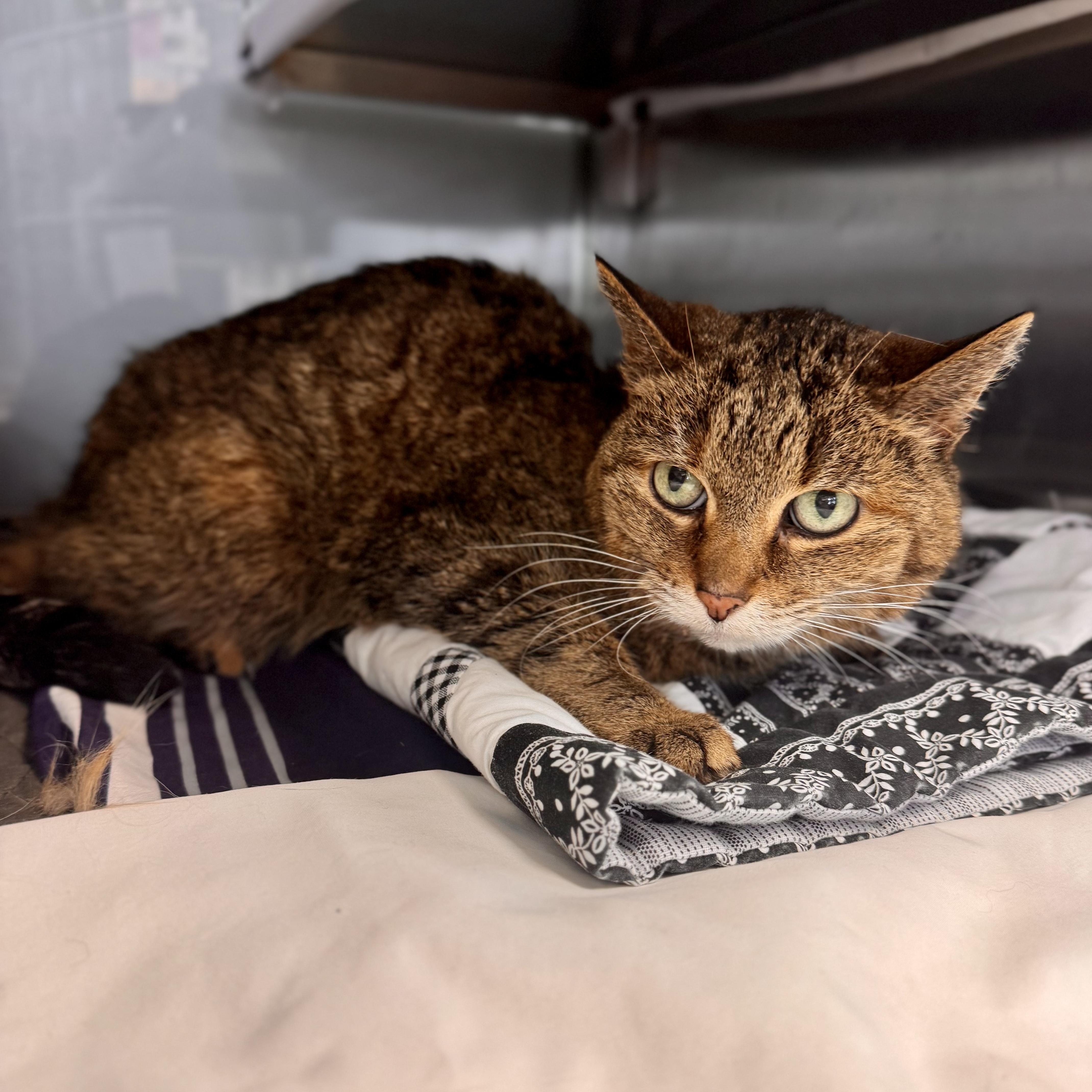 Kitty Purry, ADOPTABLE, Senior Female Domestic Short Hair.